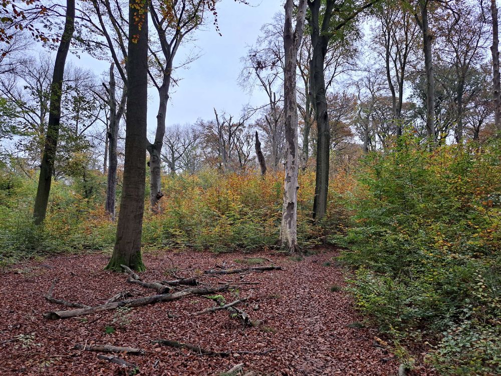 Beukenbos Munnichsbos