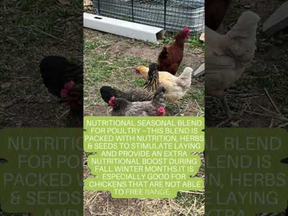 Watch Your Backyard Chickens THRIVE With This Natural Feed Mix!