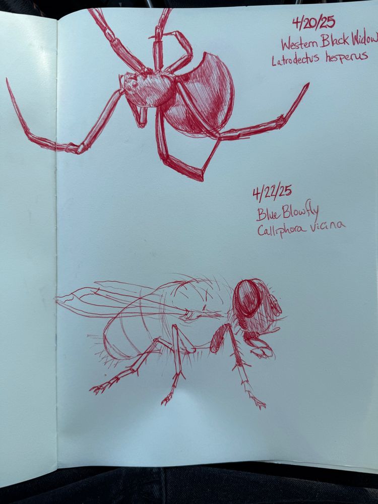 Western Black Widow (Latrodectus hesperus) and Blue Blowfly (Calliphora vicina)
