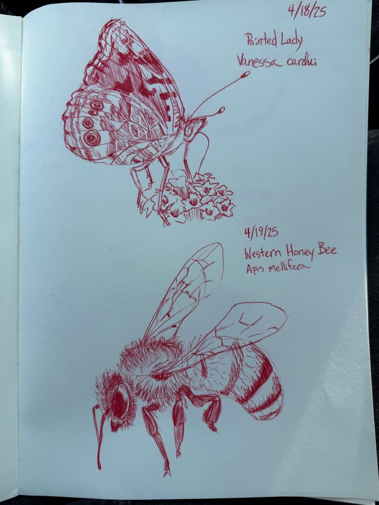 Painted Lady Butterfly (Vanessa cardui) anf Western Honey Bee (Apis mellifera)