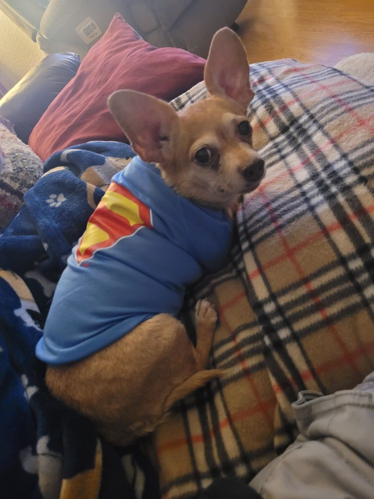 Deer head chihuahua looking at the camera while laying on a plaid blanket and wearing a Superman doggy t-shirt