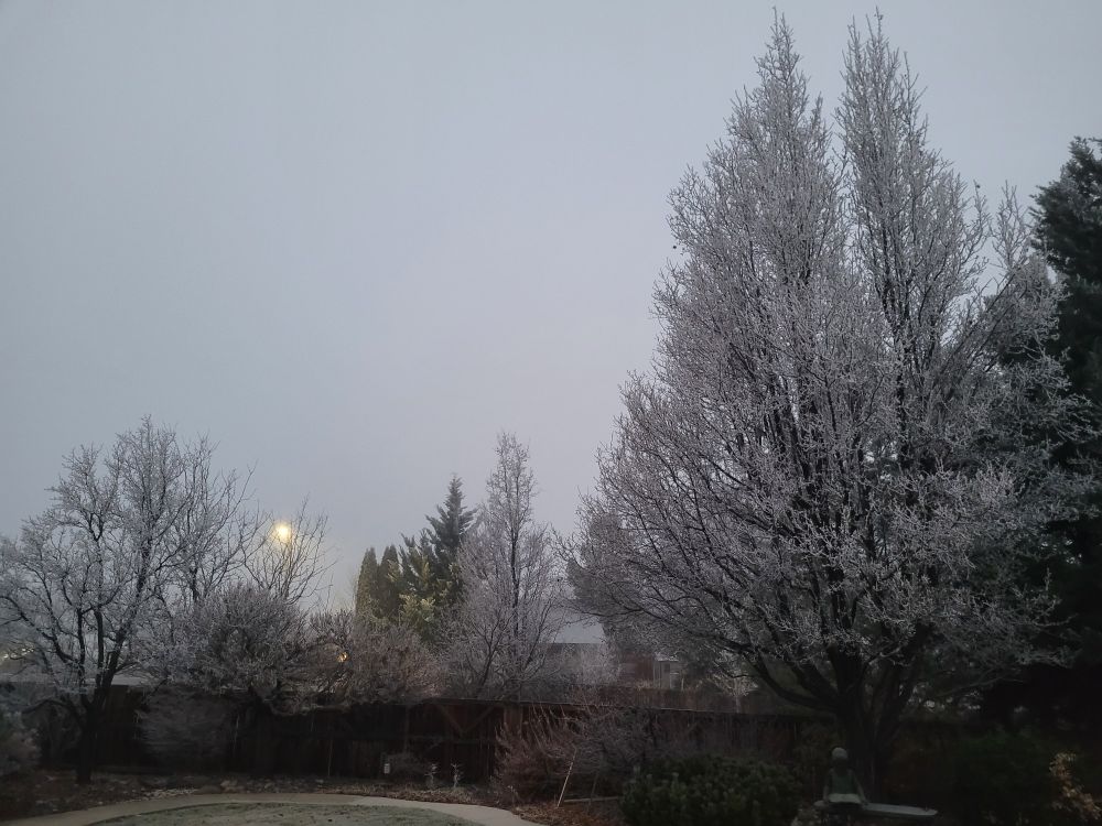 Landscape showing ice crystals on bare branch trees