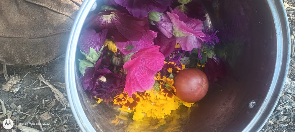 A pot of garden flowers and a tomato 