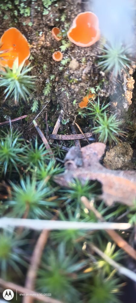Tiny orange cup fungus 