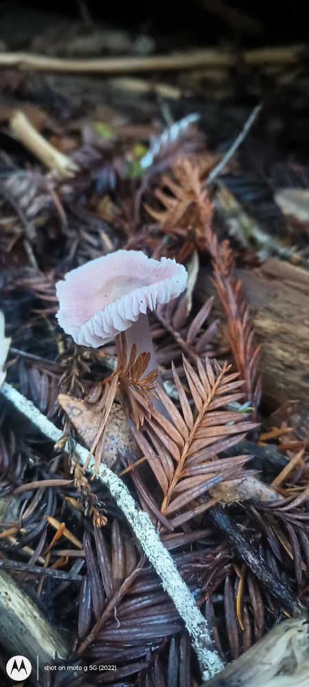 Pink top gilled mushroom, a bit old
