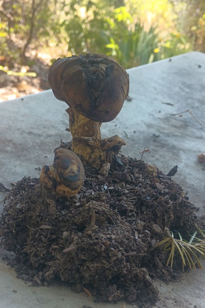A very strange and dried out mushroom 