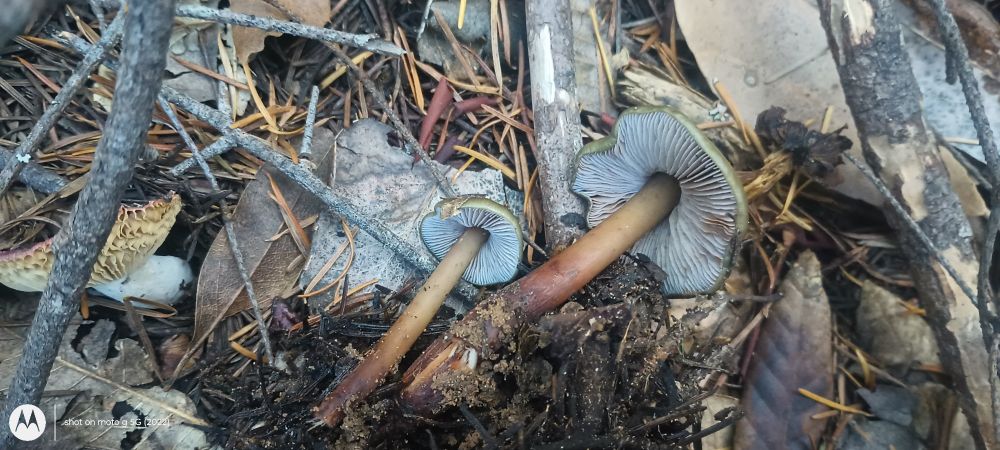 Underside of two mushrooms I found today in the forest duff