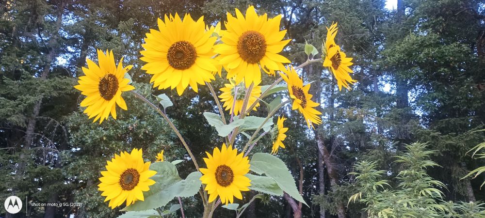 A multi head sunflower in full bloom 10 or more flowers 