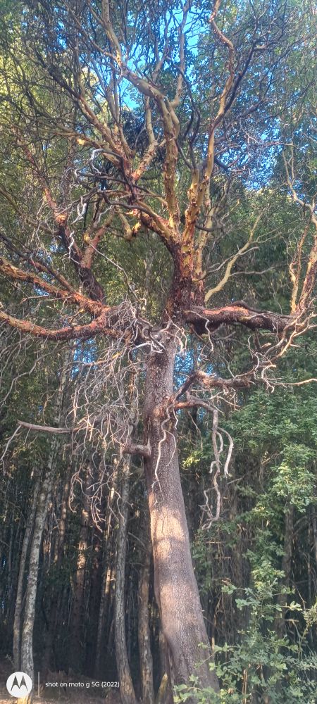 A Madrone tree with many wild branches.