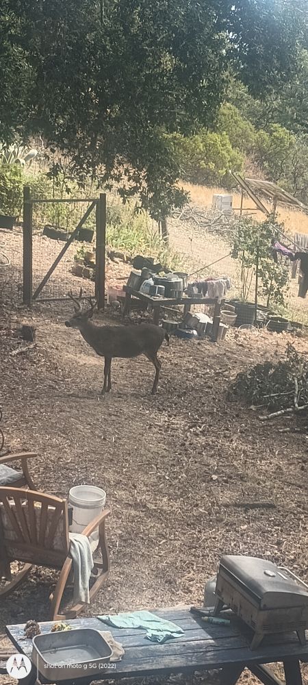 A giant buck standing in my yard, I am looking down from an upstairs window 