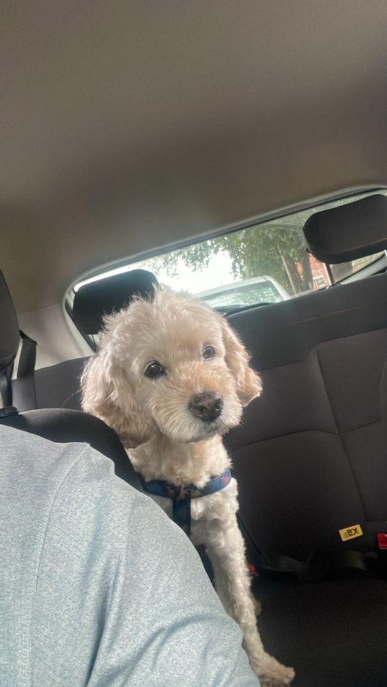 A dog in the backseat of a car