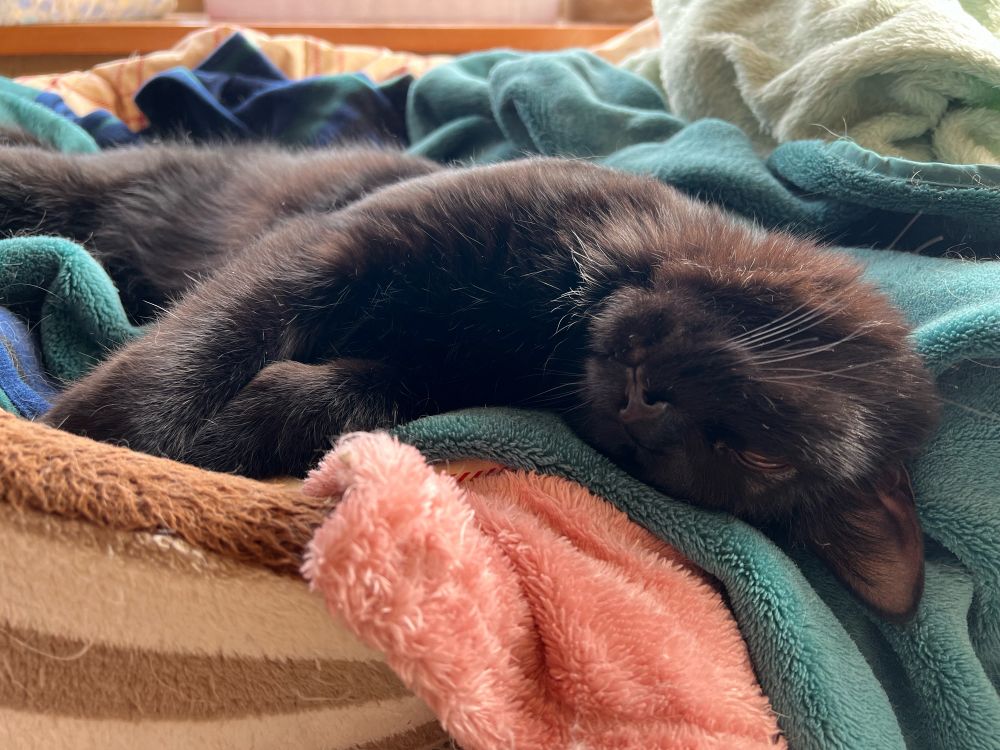 暖かい日は猫も足を伸ばしてリラックス
今日はどちらかというと汗ばむくらいの陽気ですけどね😅