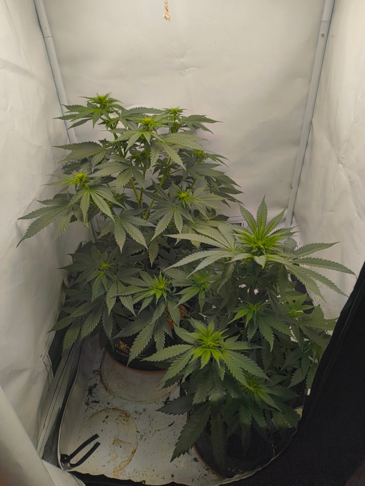 Bild von meinem Growtent. Zu sehen: zwei Cannabispflanzen. 45 Grad Draufsicht.