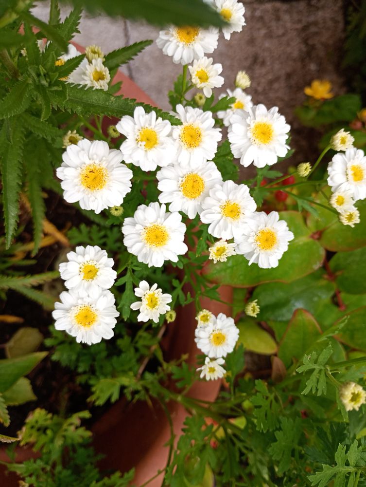 Double flowered Feverfew 
