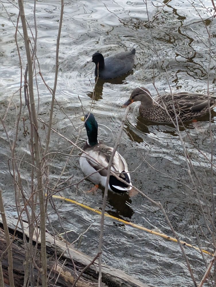 A coot palling around with some ducks.