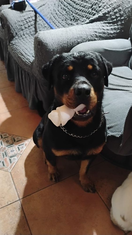 photo of nerón, a rottweiler dog, sitting on the floor and looking at the camera, holding a rawhide bone in his mouth. half of the bone is sticking out of his mouth, silly style