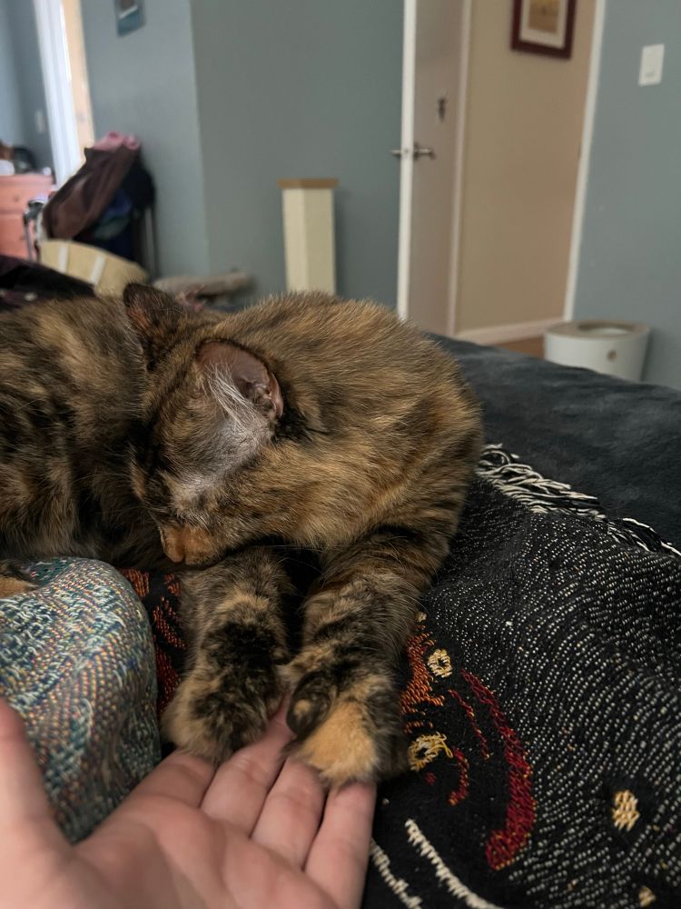 Tortoiseshell cat putting her fuzzy paws on my hand while looking away