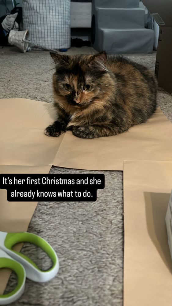 A medium-hair tortoiseshell cat is sitting on wrapping paper staring at a pair of scissors.