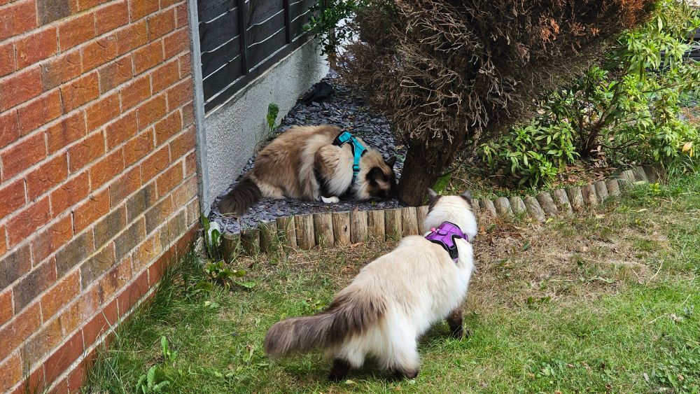 Two ragdoll cats in harnesses, one is standing on grass, the other is sniffing a tree.