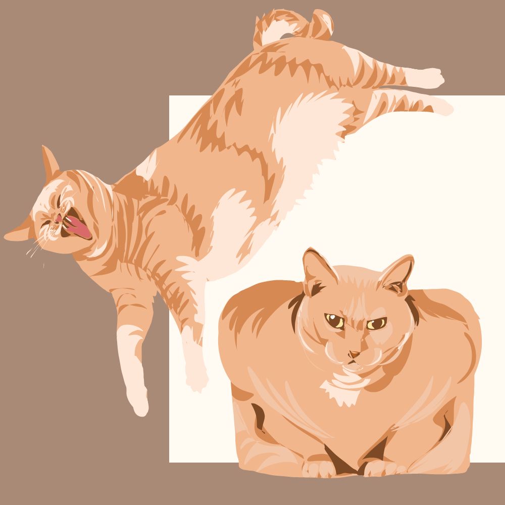 orange cat looks like bread. same cat laying on their side and yawning. name is princess. for reddit user /u/gIoomurai