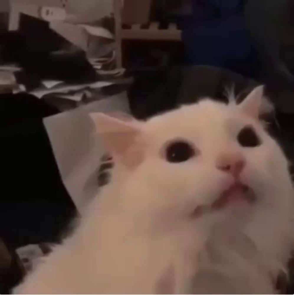 a white cat is looking at the camera with its mouth open .