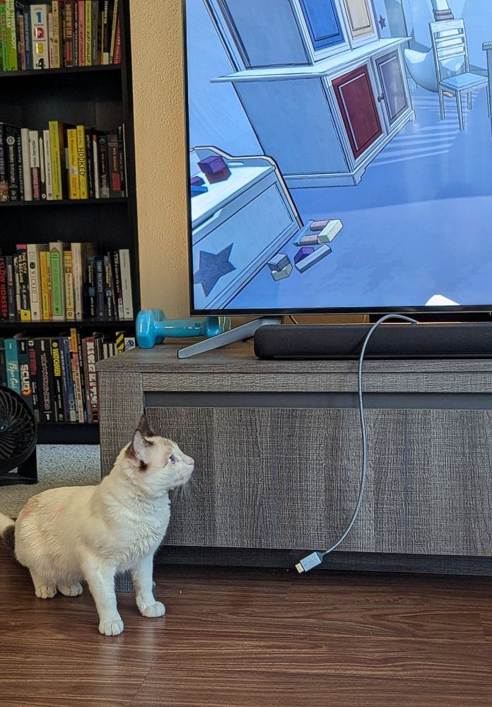 Cat in front of a TV turning back to look at the screen. 
