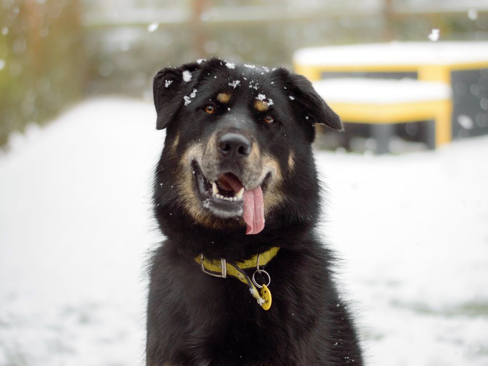 A fluffy black and tan crossbreed dog sitting in a snowy field at a Dogs Trust Rehoming Centre