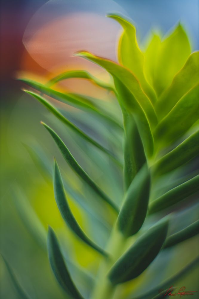 Sassy savage sagacious Silver Spurge slacks salaciously towards the sunlight with a repetition and boldness as it leaps from left to right. Thomas Peterson © iiiphoto 2025-02-25