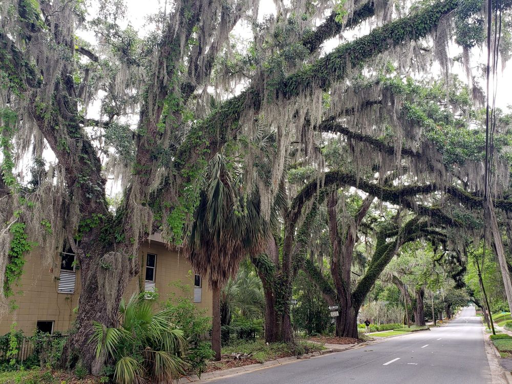 Oaks covered in spanish moss and vines over a canopy road