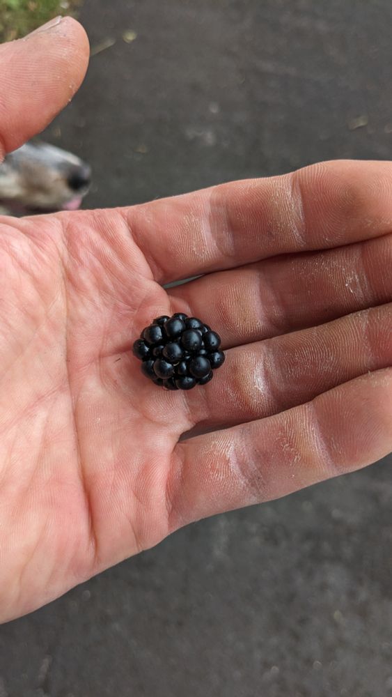 A blackberry