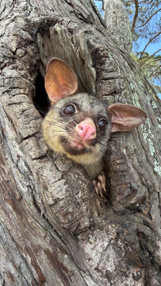 A brushy tailed possum sticks its head out from a hollow within a grey barked tree. It has a pink nose and long whiskers, with a little claw gripping the bottom of the hollow to support its peeking activities.