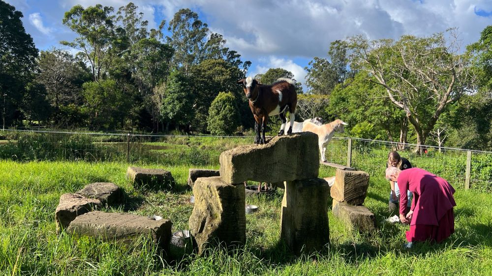 A group of goats stands atop a small replica of stone henge in a green field situated in Queensland, Australia.