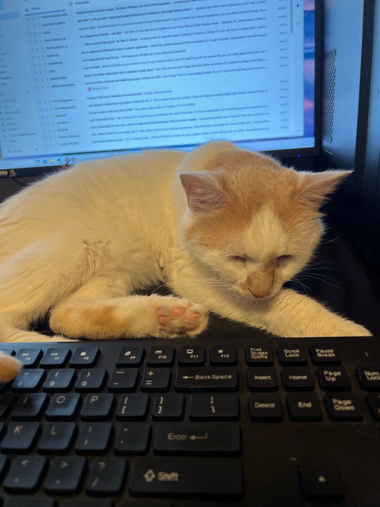 Tucker, a white and orange cat, laying down behind a computer keyboard and in front of a computer screen.