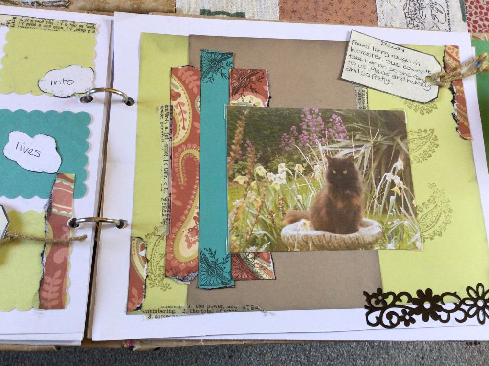 Black long haired cat sitting in a bird bath