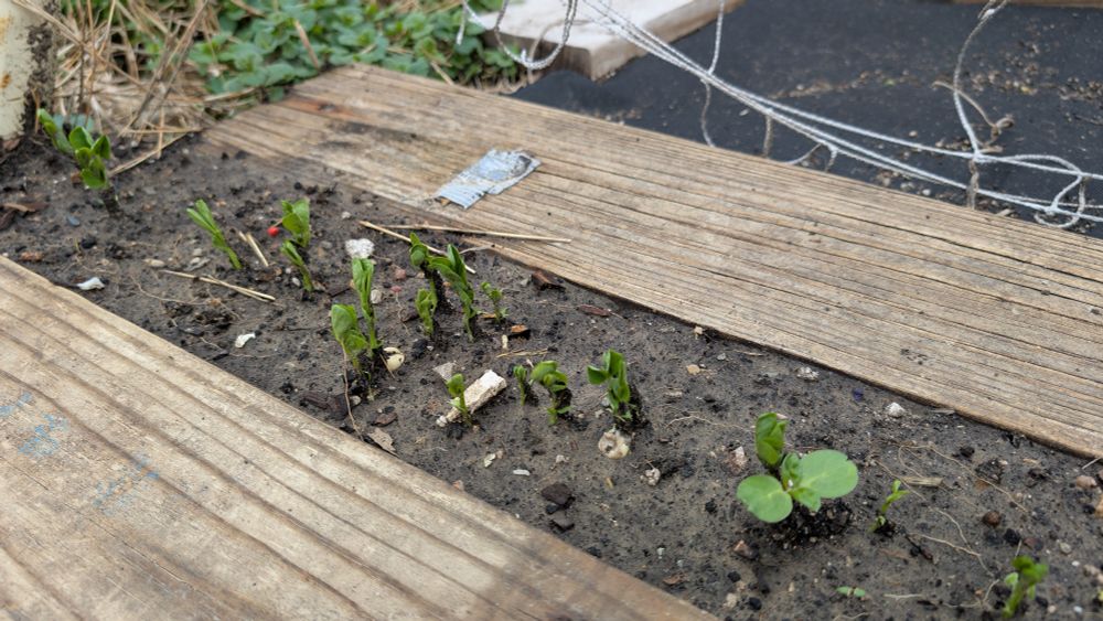 Small pea plant seedings emerging at base of swing set trellis.