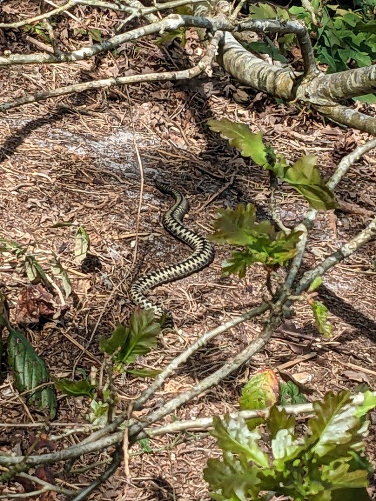 Photo of an adder