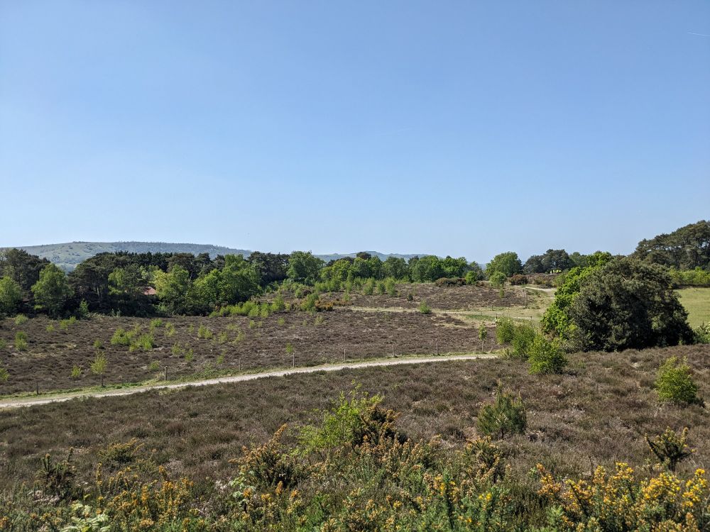 View across Sullington Warren heathland