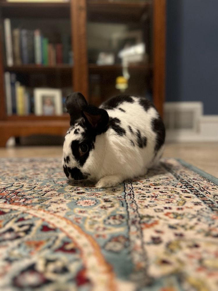 Black and white rabbit