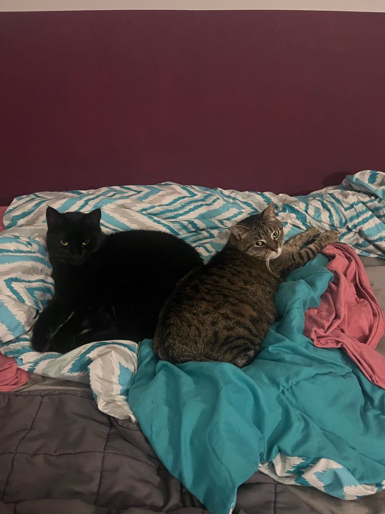 Black cat and tabby cat