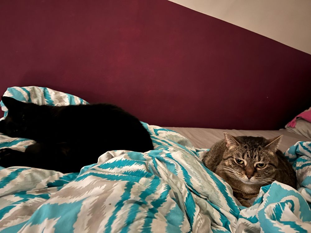 Black cat and tabby cat laying together
