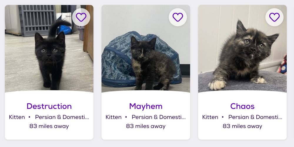 A screenshot from the Petfinder website featuring three kittens, from left to right: an all-black shorthair kitten named "Destruction", a tortoiseshell shorthair kitten named "Mayhem", and another tortoiseshell shorthair kitten named "Chaos"