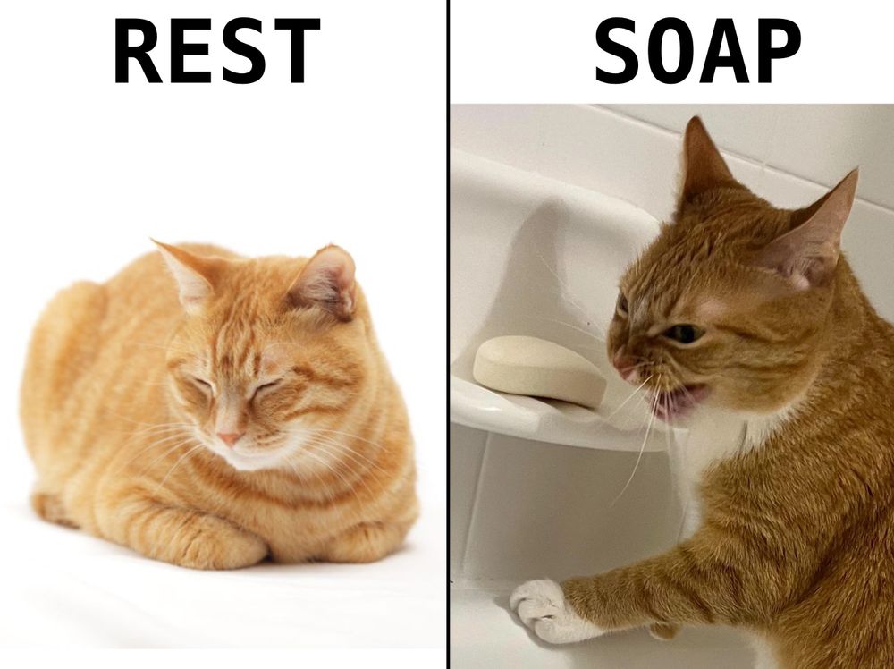 Caption: REST vs SOAP

REST: loaf cat sleeping (looking chill af)

SAOP: cat licking bathroom soap (INSTANT REGRET!)