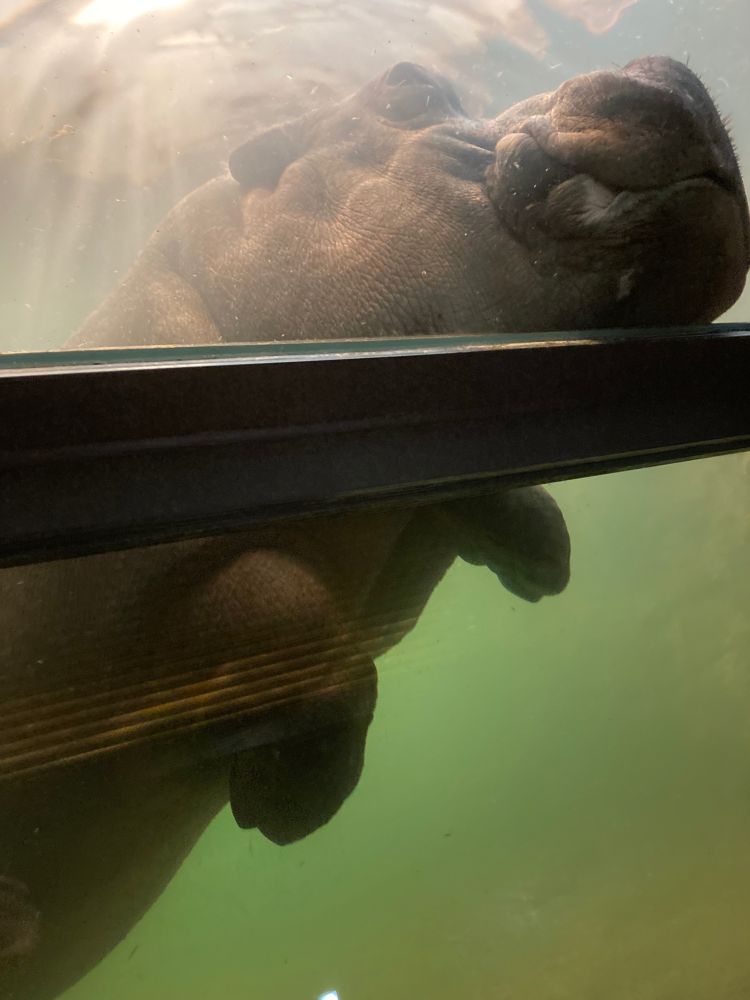 カバのザンさん