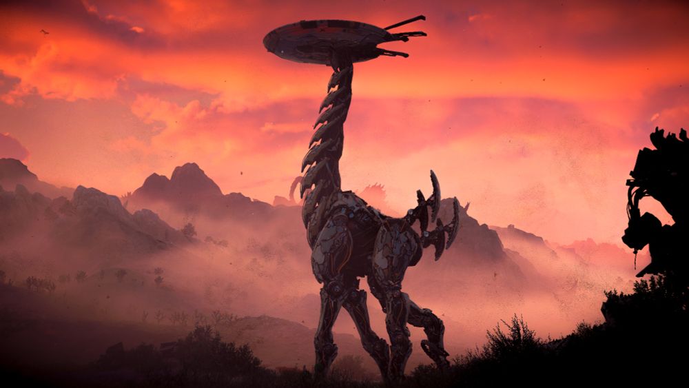 Tallneck walks through the field as the sun sets