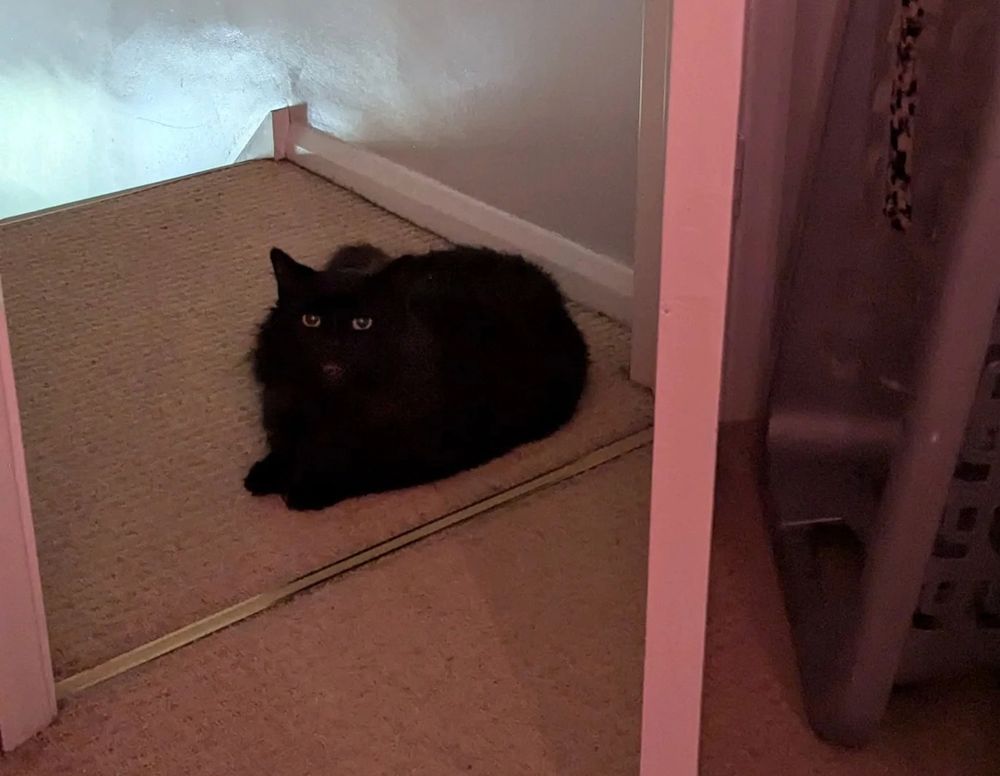 A black cat, mid-miaow 