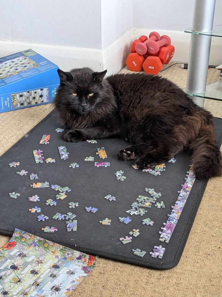 Large black cat reclined on a jigsaw