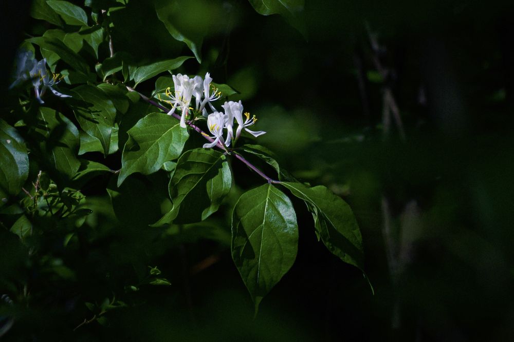 Honeysuckle plant blooming