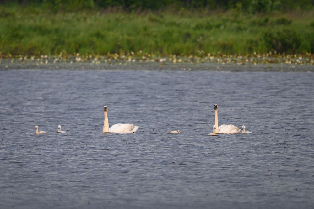 Trumpeter swans and chicks