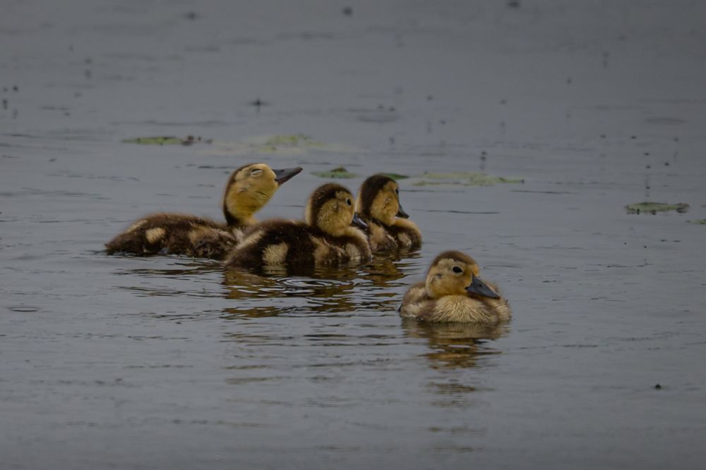 Ring-necked duck chicks 