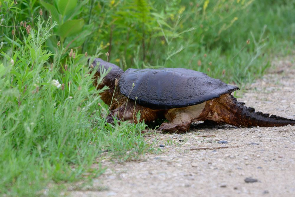 Snapping turtle crossing the road